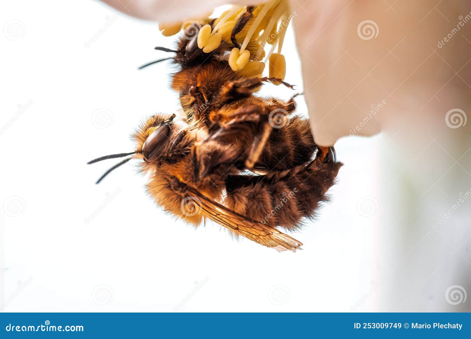 Two Bees Sits on a Flower in a Meadow and Mate Stock Image Image of