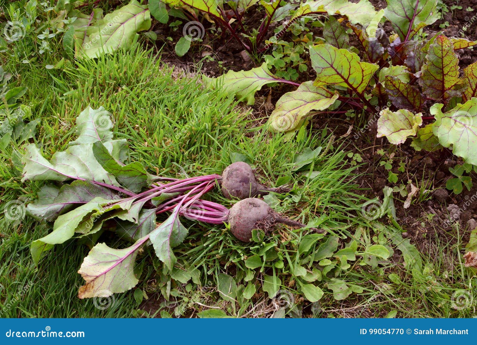 Two Beetroot on Grass, Next To Line of Beet Plants Stock Photo Image