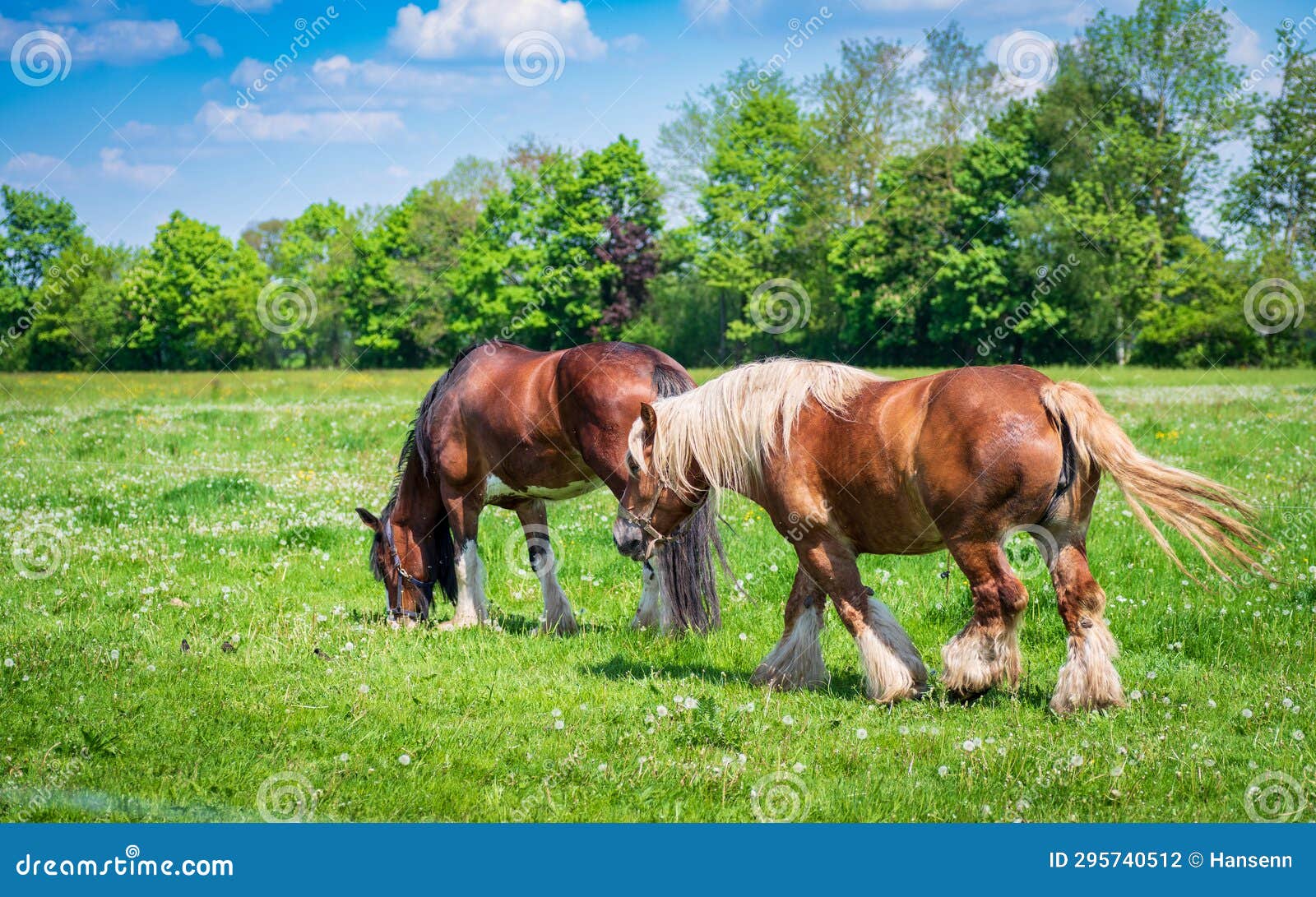 Belgian heavy horses stock photo. Image of draft, grass 295740512