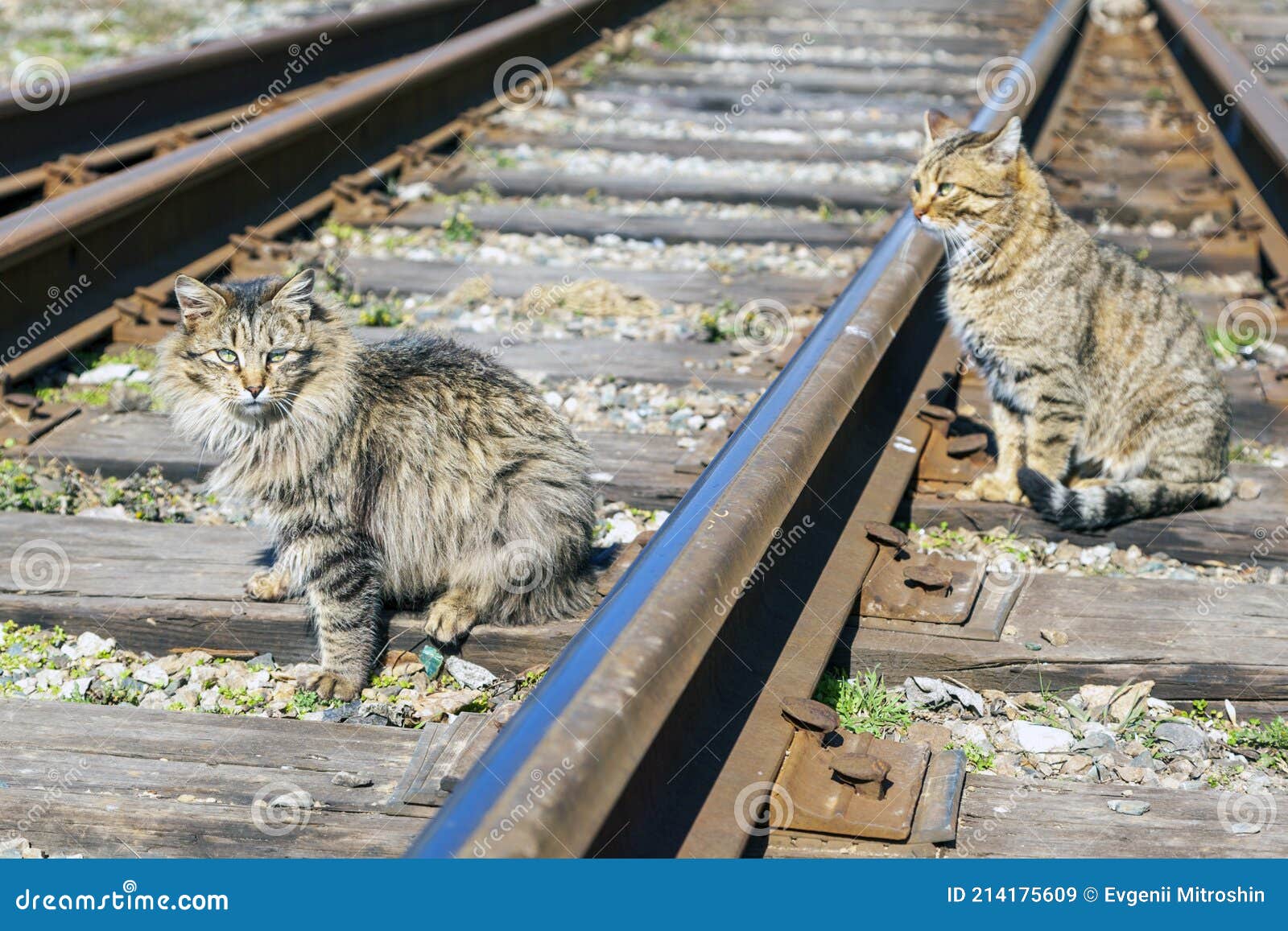 Two Bengal Cats Sit on Railway Sleepers Stock Image Image of kitten