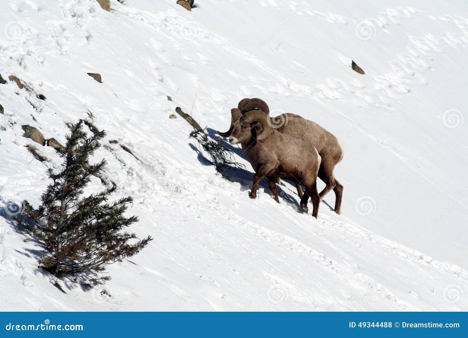 Two Big Horn Sheep on snowy mountain side. These two Big Horn Sheep were making their way up this snowy mountain side looking for food.