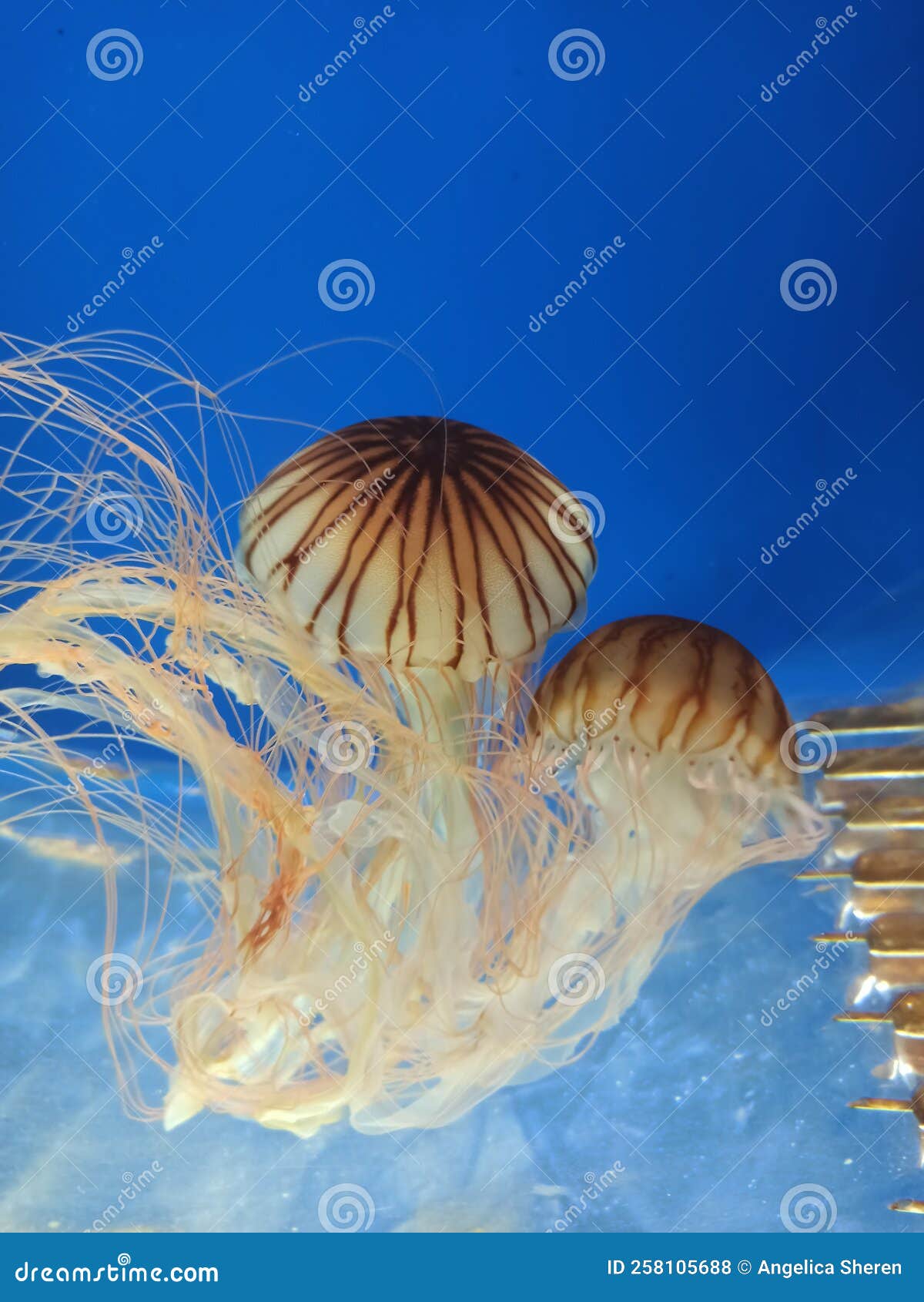 Two Big Jellyfish Dancing in a Tank Stock Photo Image of animal