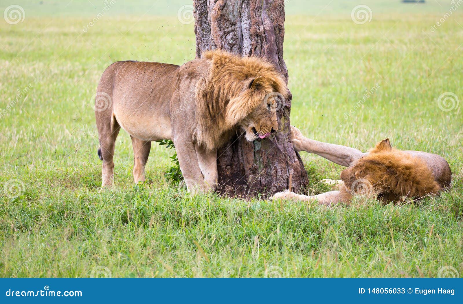 Two Big Lions Show Their Emotions To Each Other in the Savanna of Kenya ...