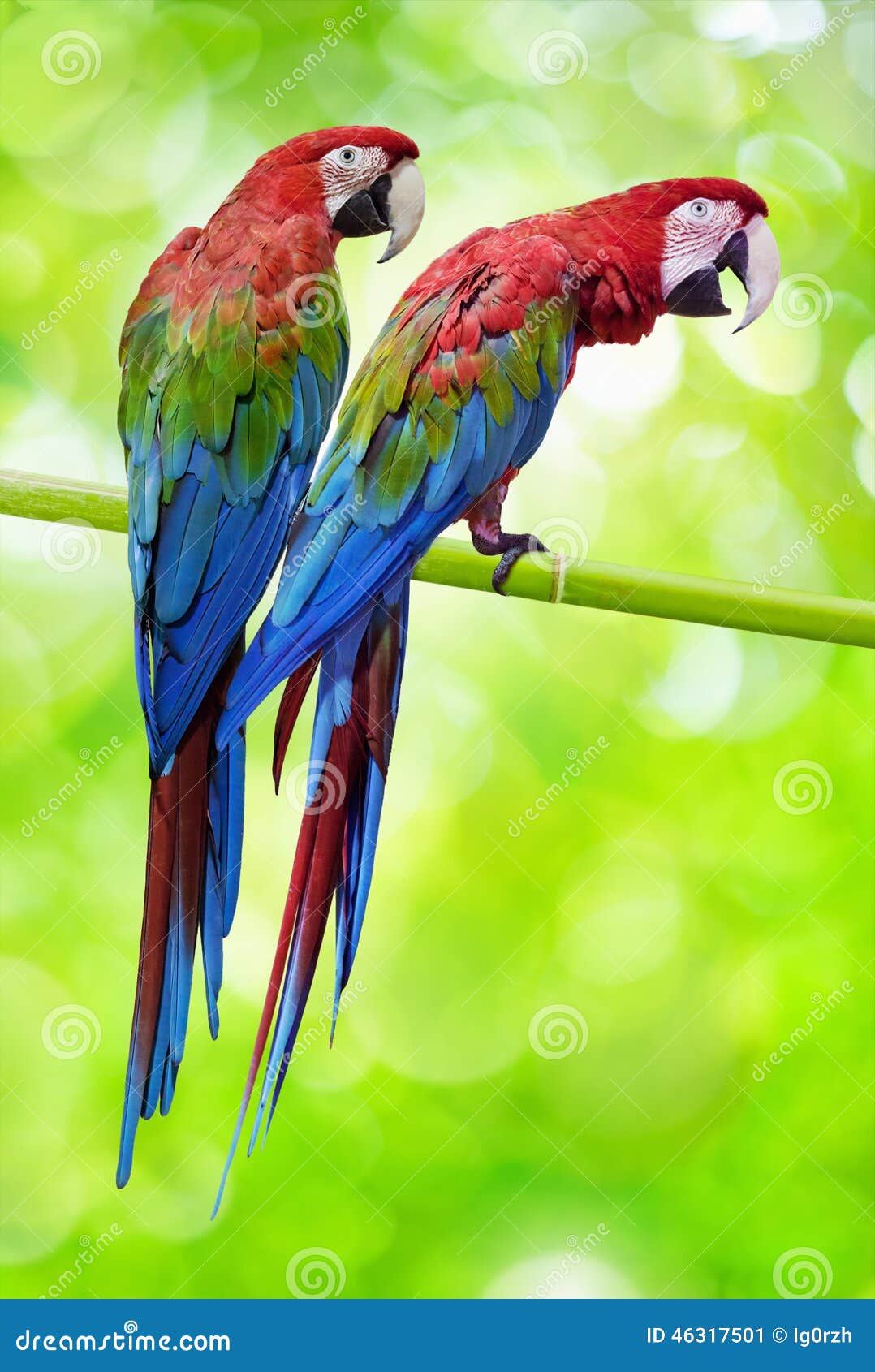 Two big parrots stock image. Image of macaw, nature, tropical 46317501