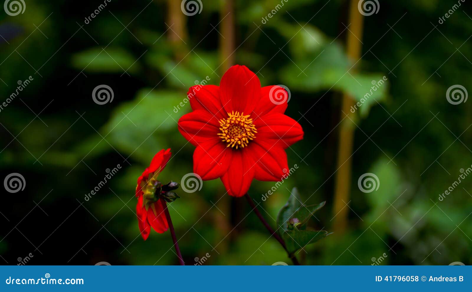 Two Big red flower stock photo. Image of dark, leef, grass 41796058