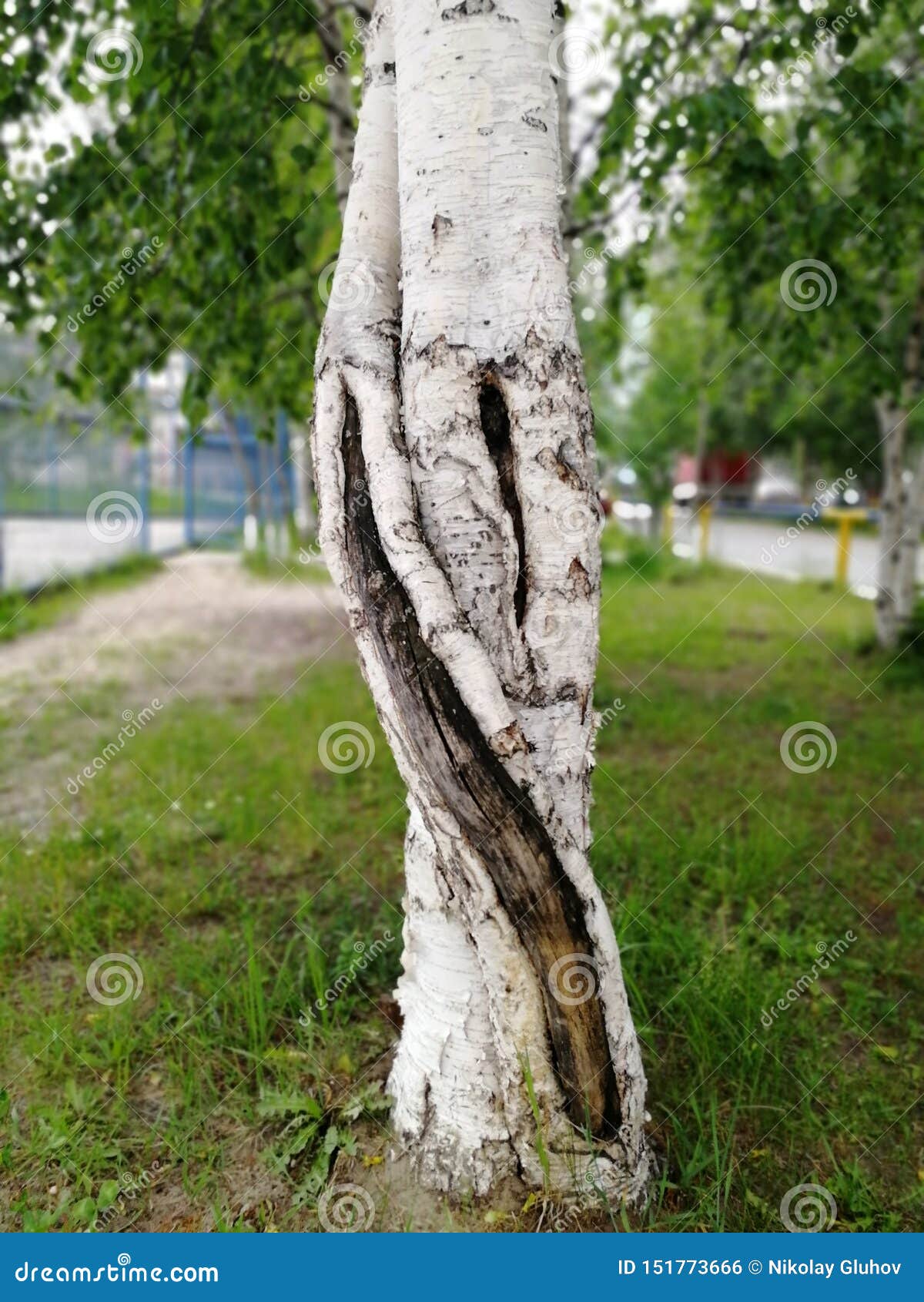 Two Birch Trunks Woven Together. Stock Photo Image of natural