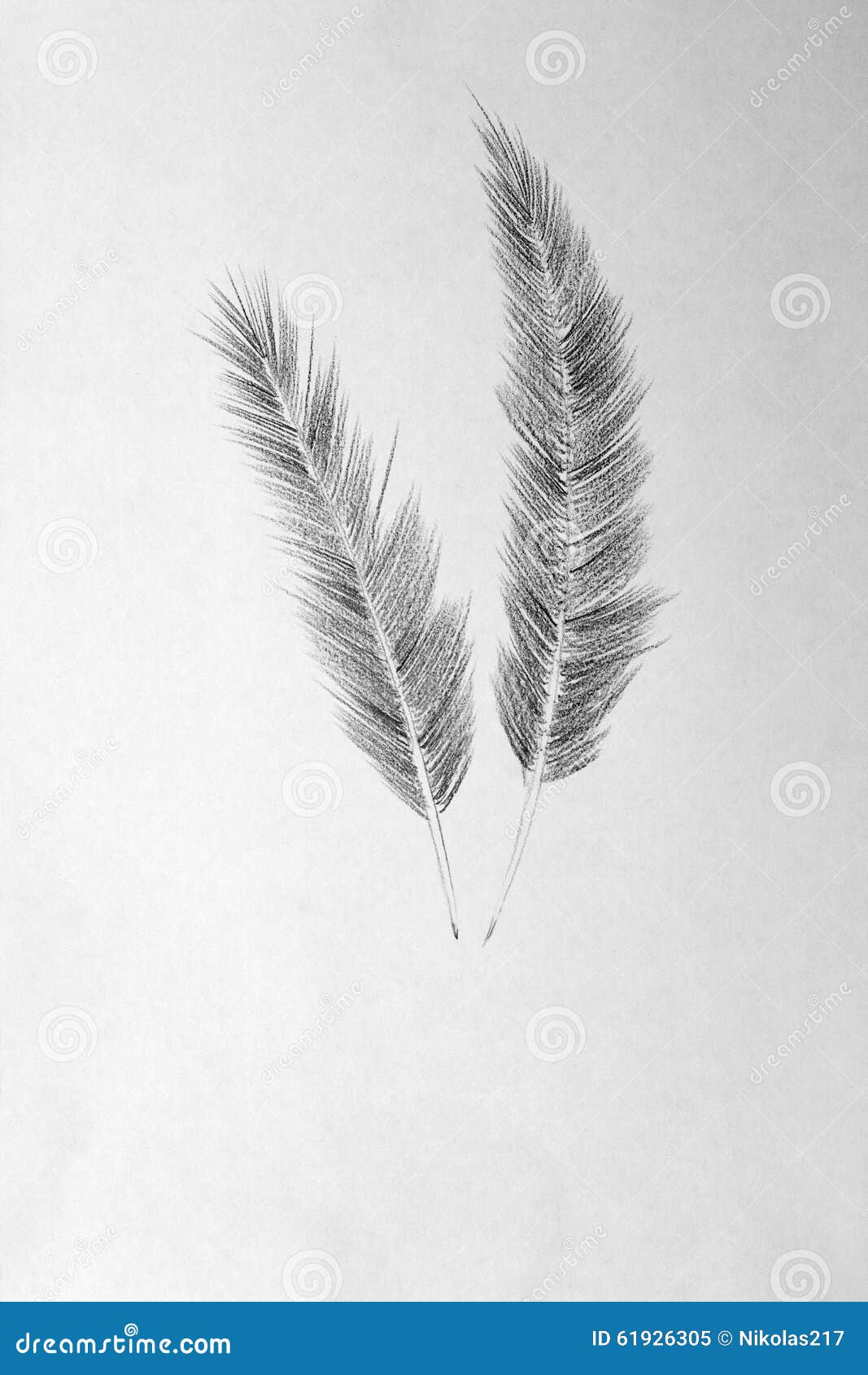 White Bird Feather From Wing Isolated. Aquarelle Free Stock Photo and Image  236218844