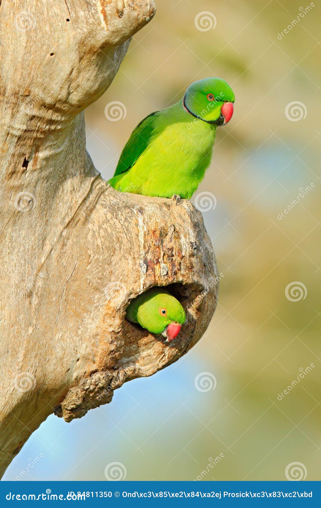 Rose-ringed Parakeet + Birds of the Week Invitation XXXVII – Don't hold  your breath