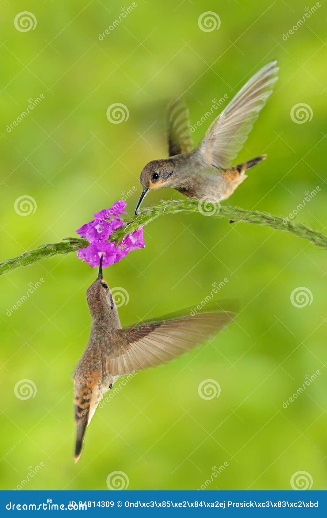 two bird with pink flower. hummingbird brown violet-ear, colibri delphinae, bird flying next to beautiful violet bloom, nice flowe