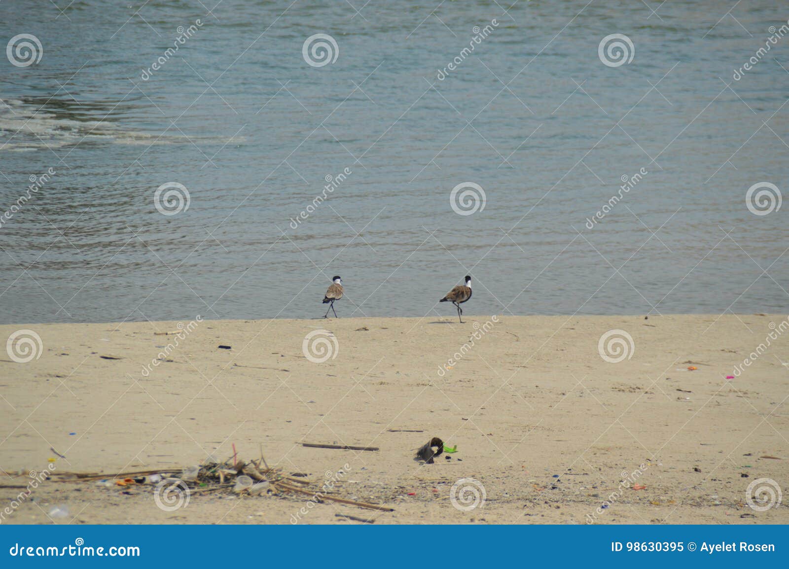 Two birds on the beach stock image. Image of elegant - 98630395