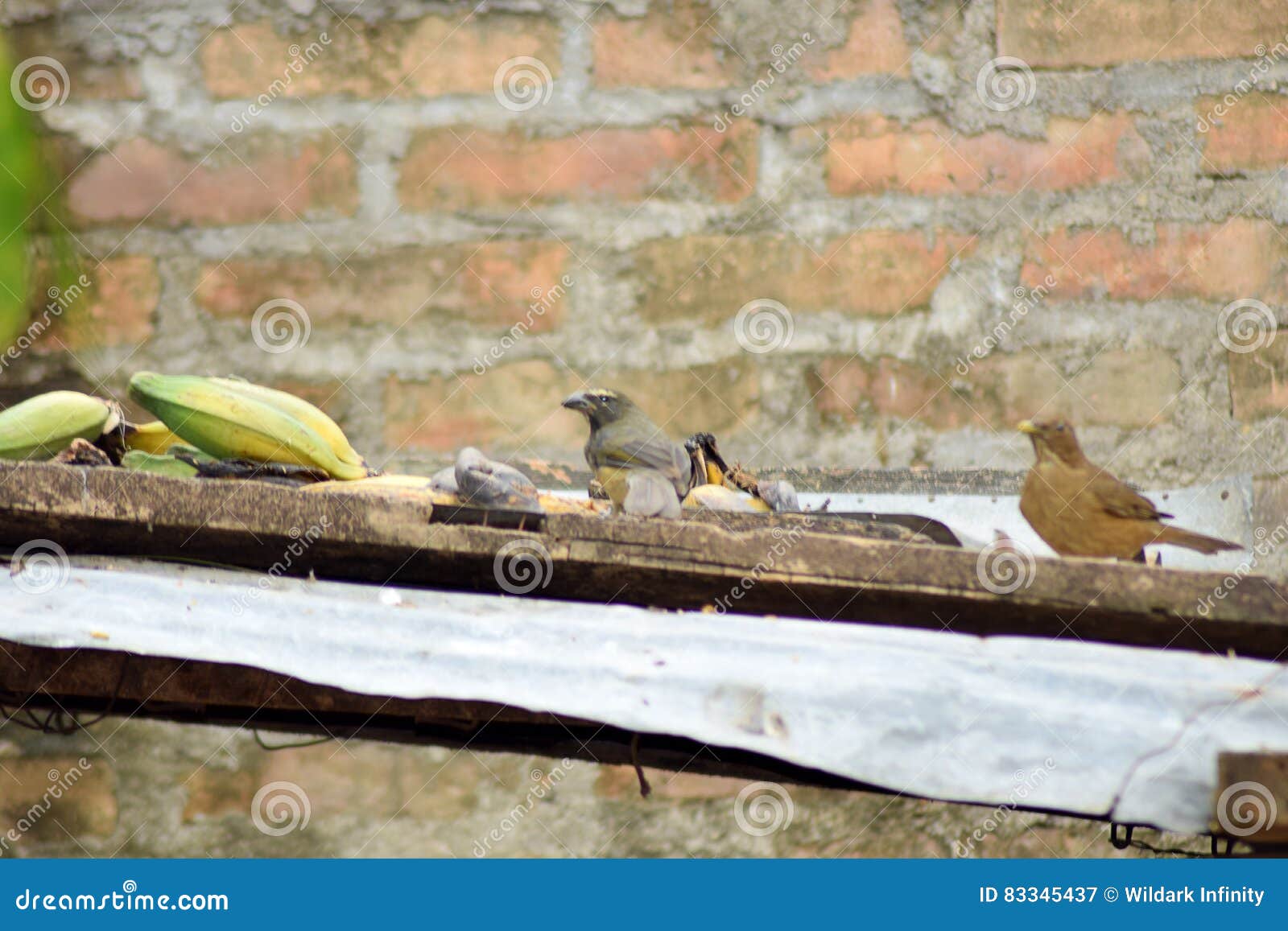 Two Birds Eating stock image. Image of table, woods, nature 83345437