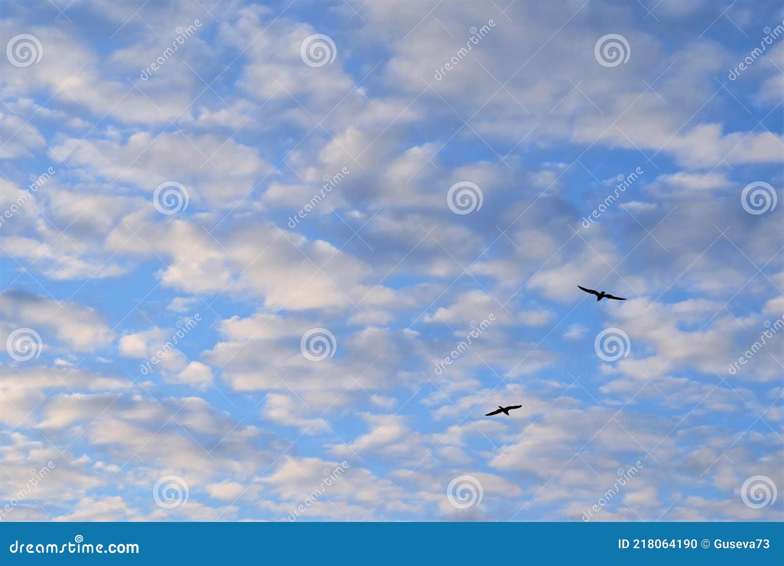 Two Birds Fly High Against the Blue Sky in the Clouds Stock Photo