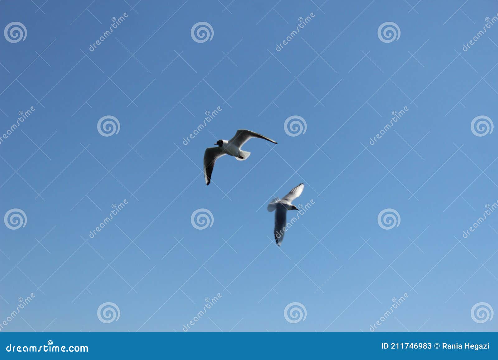 Two Birds Flying Alone in the Blue Winter Sky of Aswan Stock Image