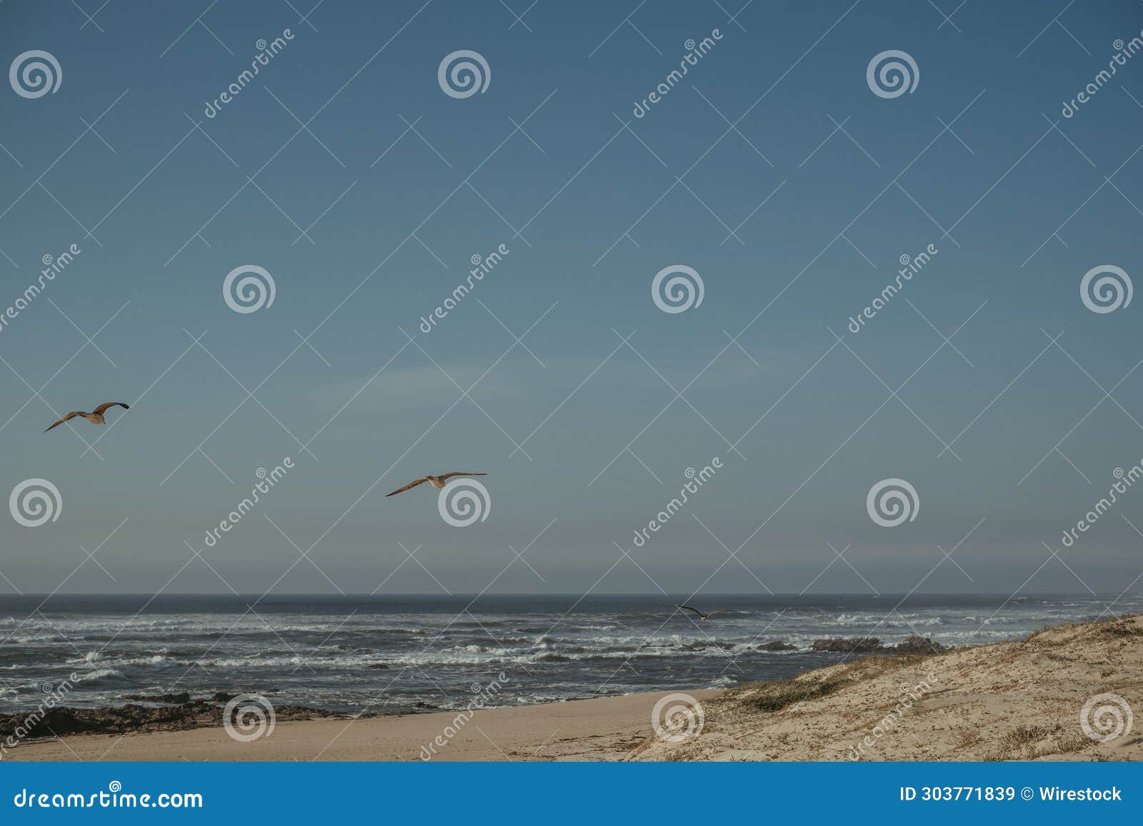 Two Birds are Flying Low Above the Ocean Shore at the Beach Stock Image