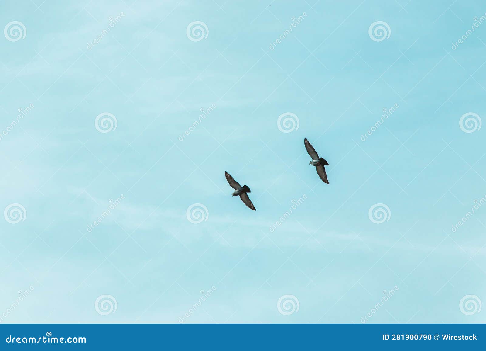 Two Birds Flying through the Sky Together with Clouds Below Them Stock