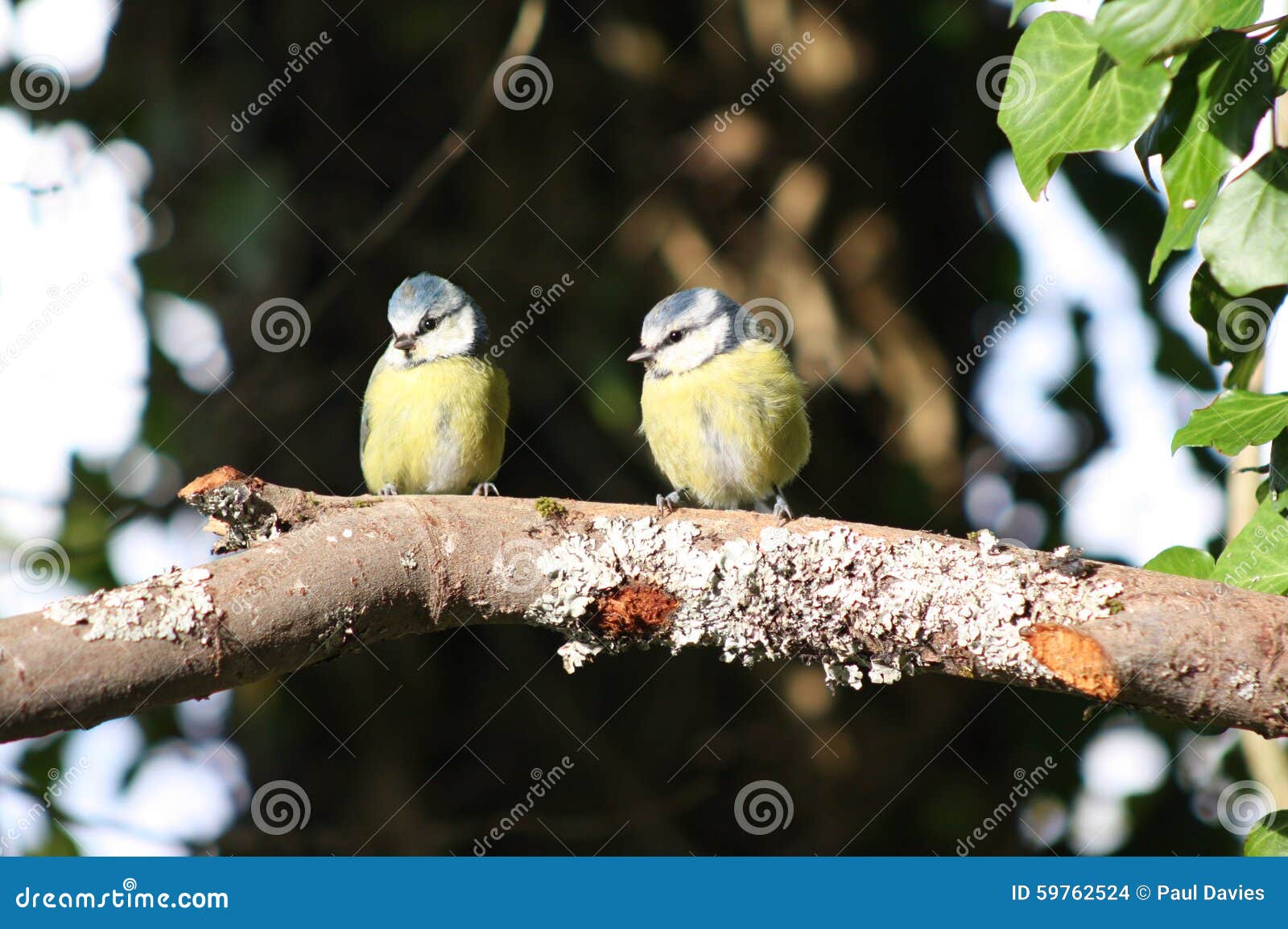 Two Birds Perched on a Branch Stock Photo - Image of beak, tree: 59762524