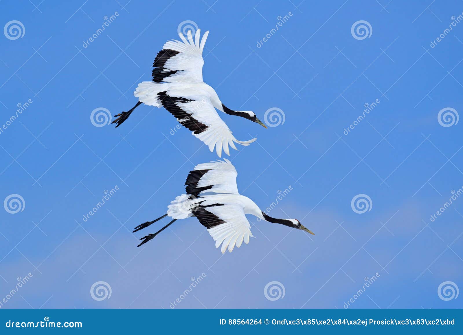 two birds on the sky. flying white two birds red-crowned crane, grus japonensis, with open wing, blue sky with white clouds in bac