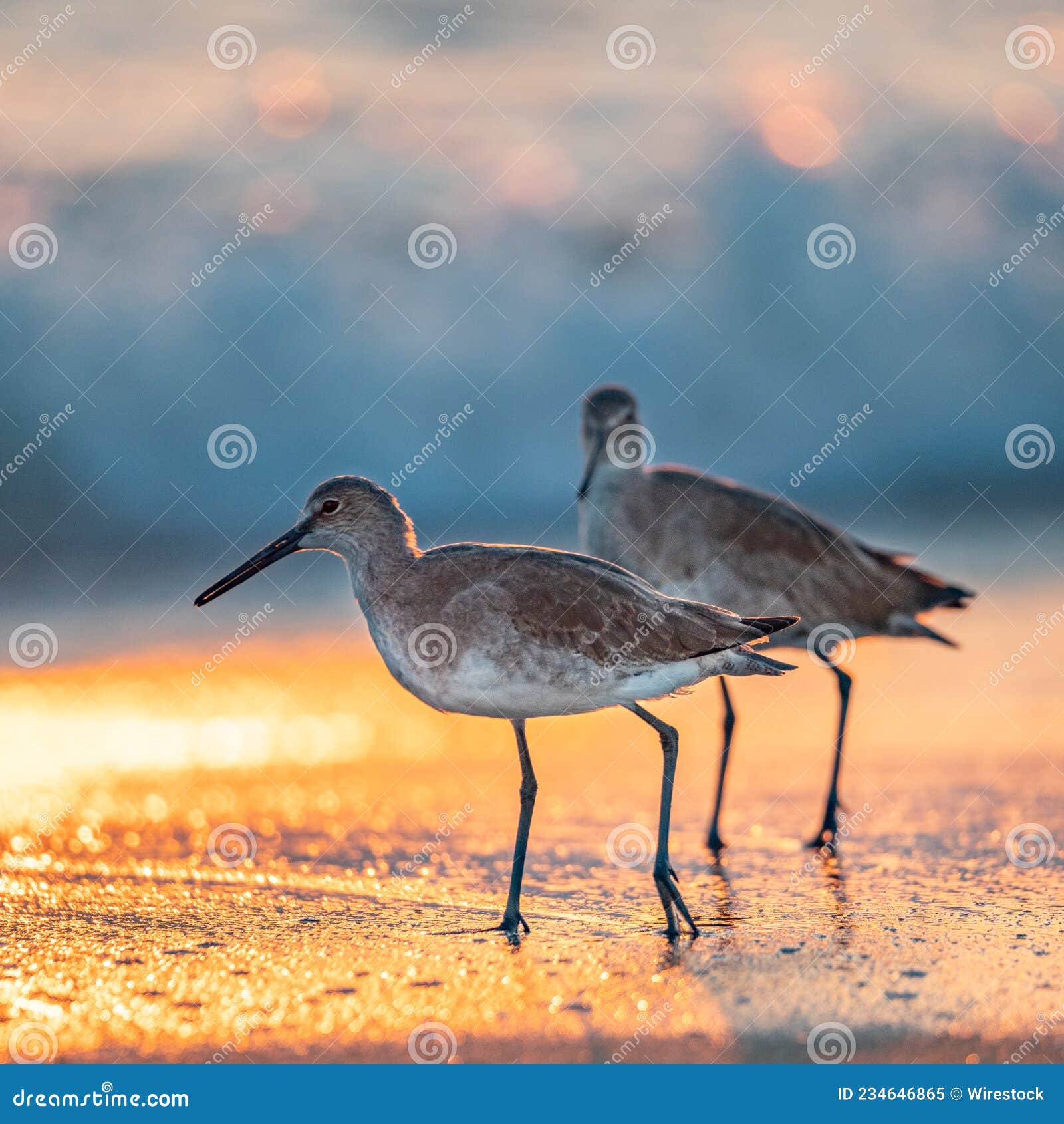 Aquatic Bird Background Beach Beak Beautiful Birds Blurred Coast Aquatic Bird Background Beach Beak Beautiful Birds Blurred Coast