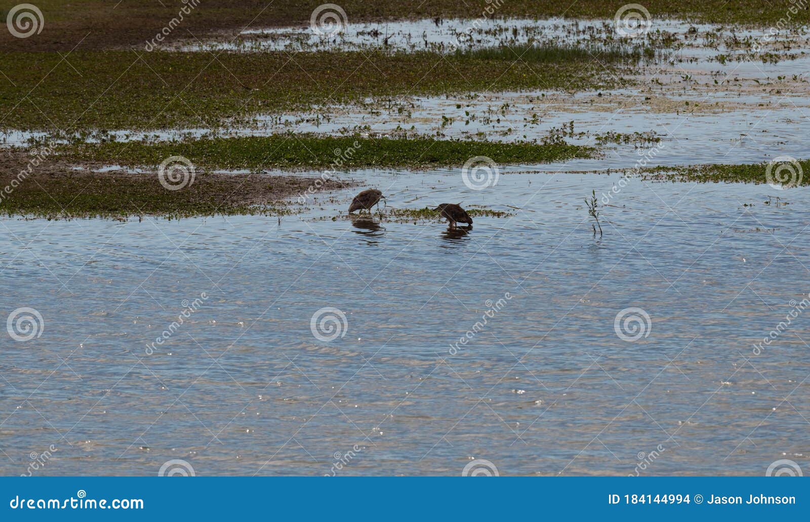 two birds swimming in a pond