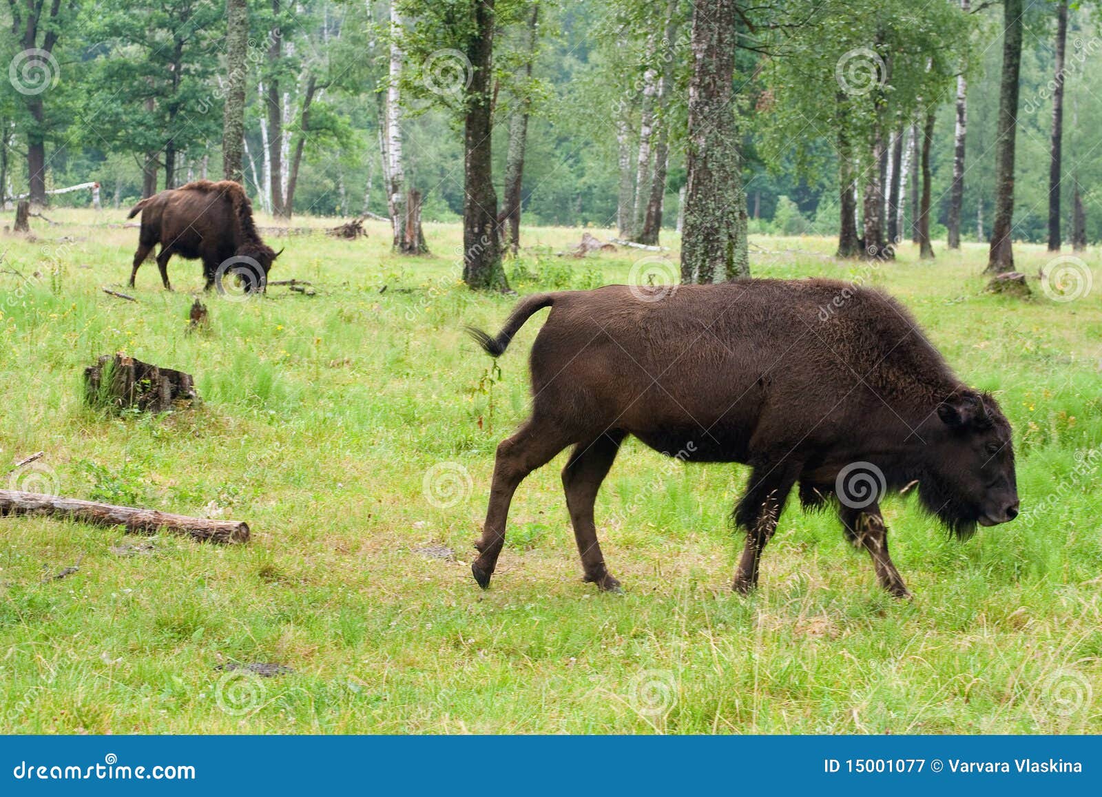 Two Bisons in the Summer Forest Stock Image - Image of wild, wildlife ...