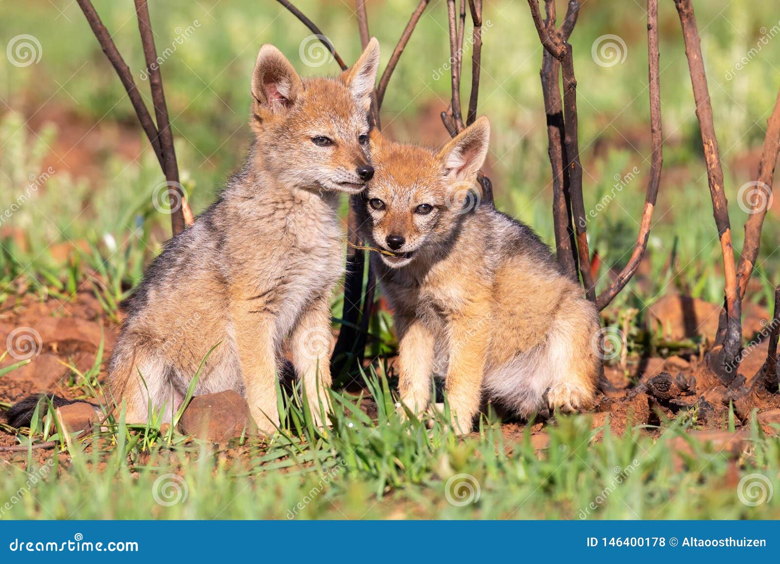 two black backed jackal puppies play in short green grass to develop skills