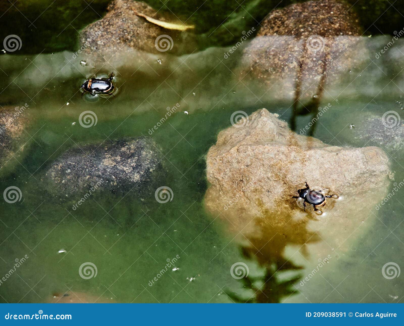 Two Black Beetles Swimming in a Pool. Stock Image Image of isolated