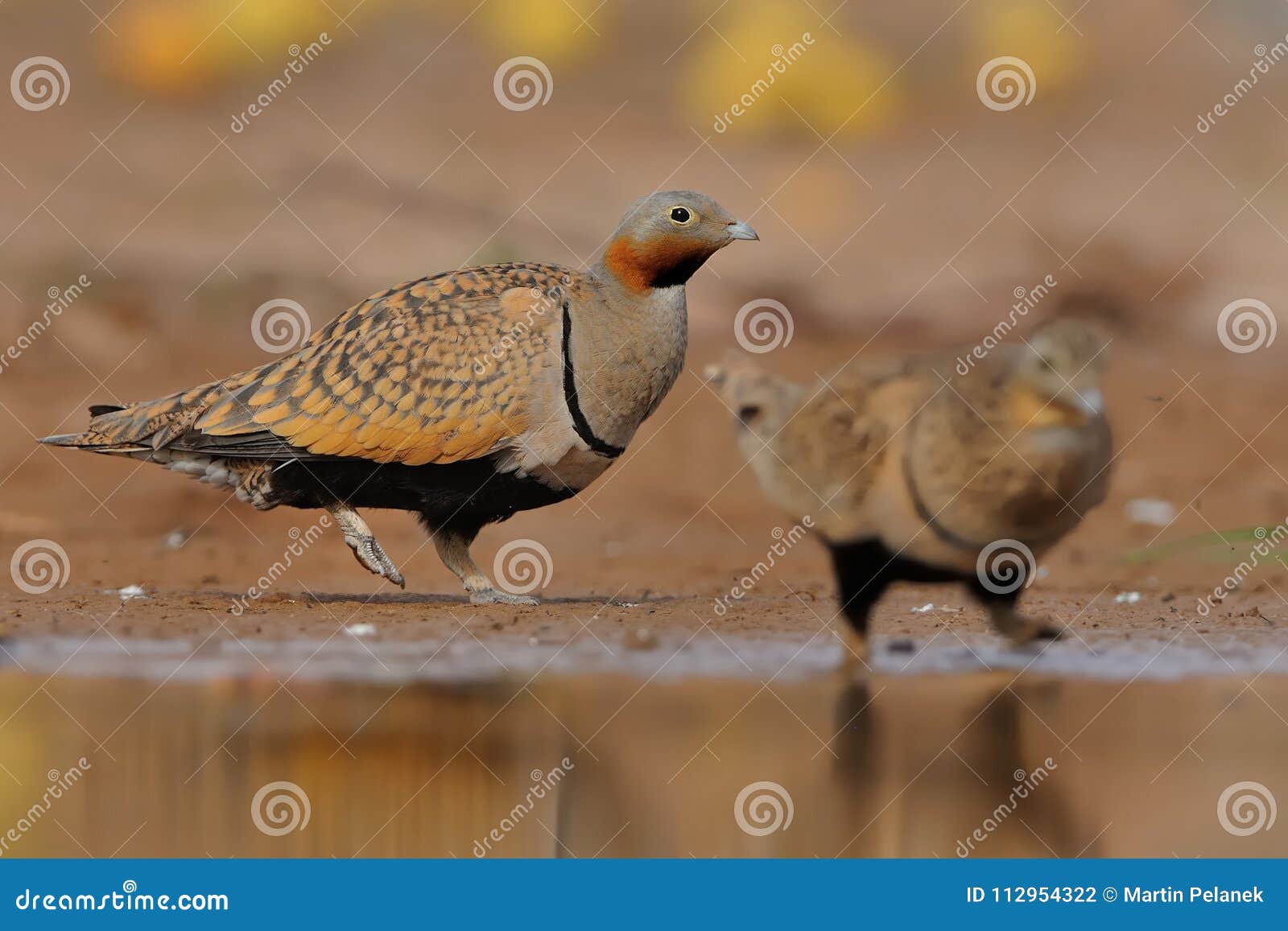 black-bellied sandgrouse & x28;pterocles orientalis& x29;