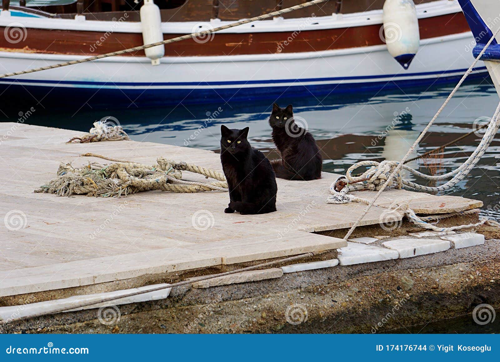 two black cats on a pier