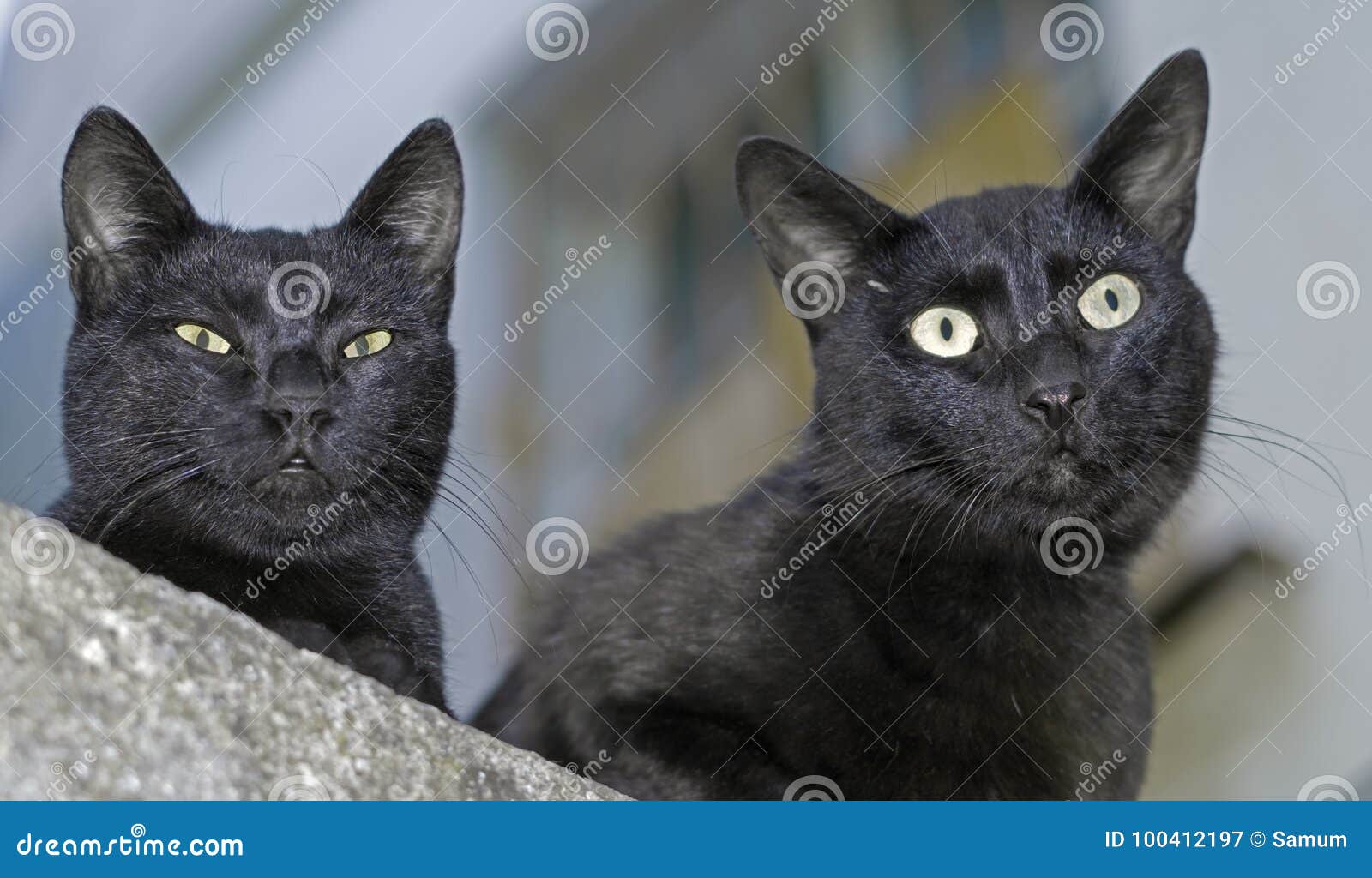 Two black cats stock image. Image of mongrel, muzzle 100412197
