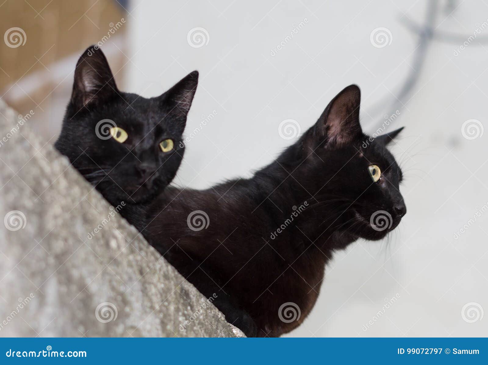 Two black cats stock image. Image of little, breed, black 99072797