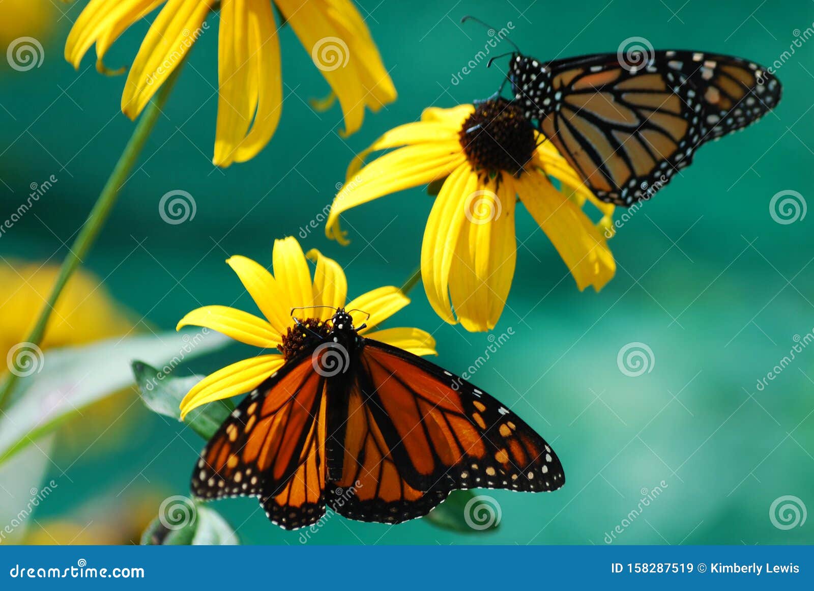 two monarch butterflies sitting on two different black eyed susan flowers.