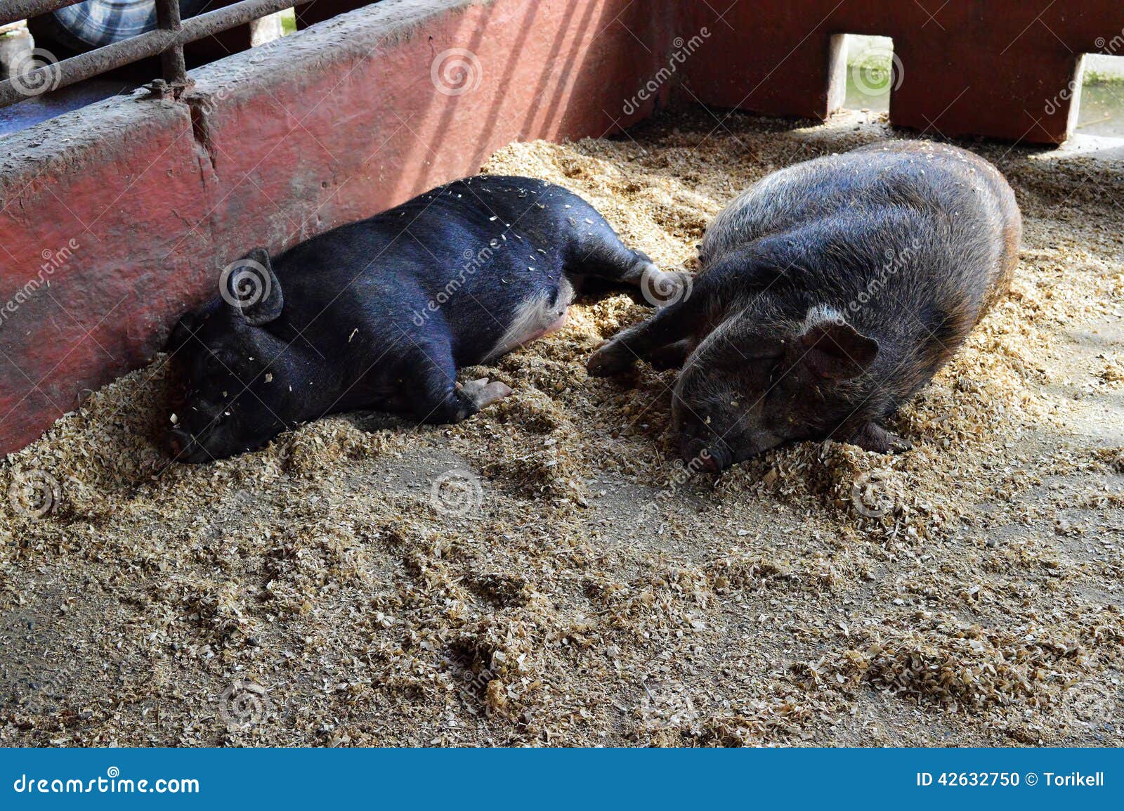 clipart pot bellied pig - photo #24