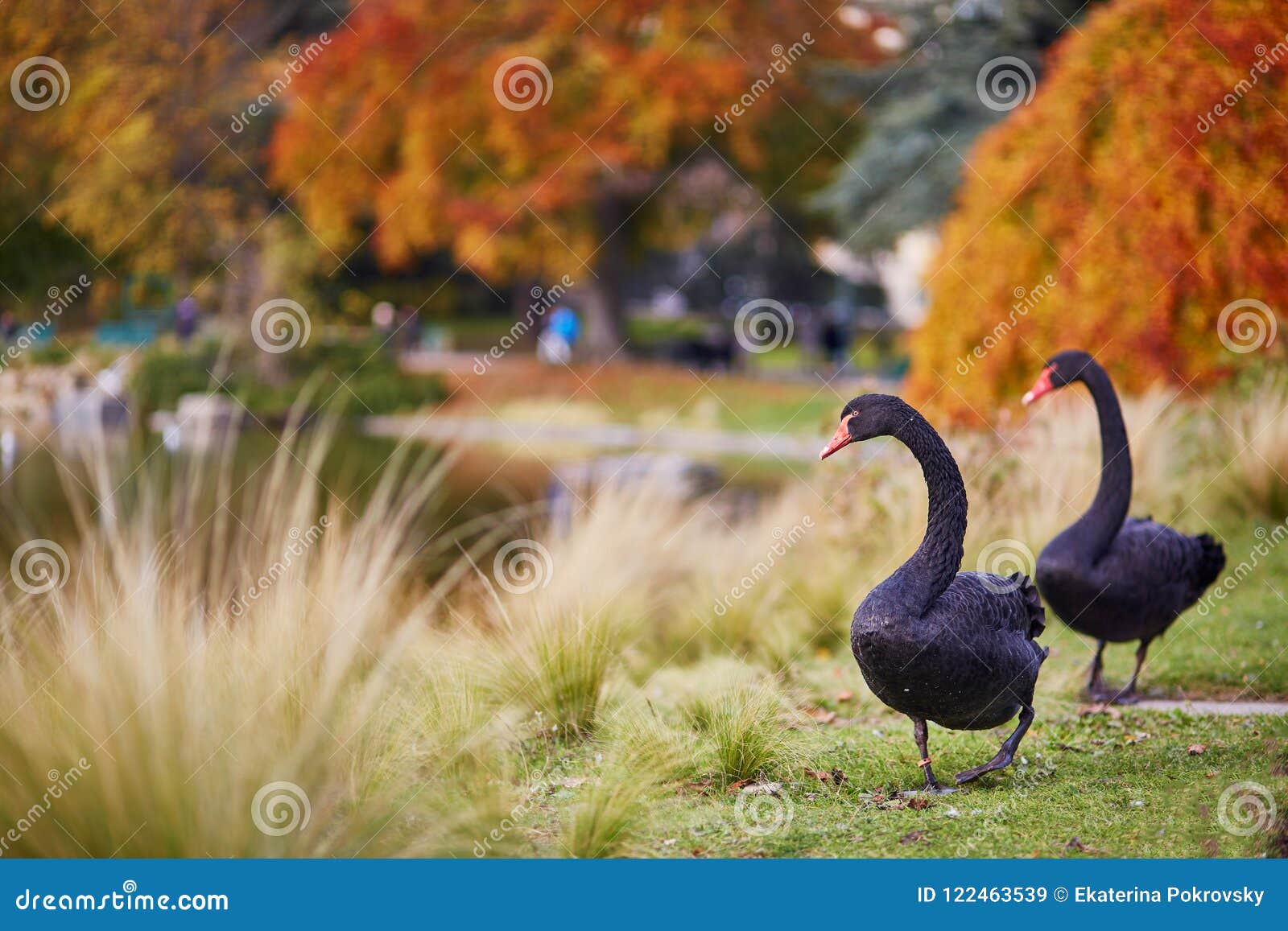 for meget Kvæle fjer Two Black Swans in Montsouris Park, Paris Stock Image - Image of falling,  fauna: 122463539
