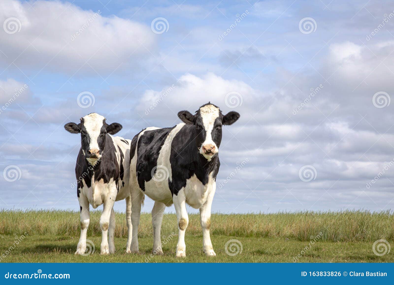 two black and white cows, friesian holstein, standing in a pasture under a blue cloudy sky and a faraway straight horizon at