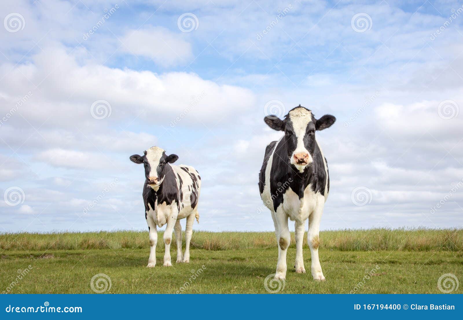 Two Black and White Cows, Frisian Holstein, Standing in a Pasture, Blue ...