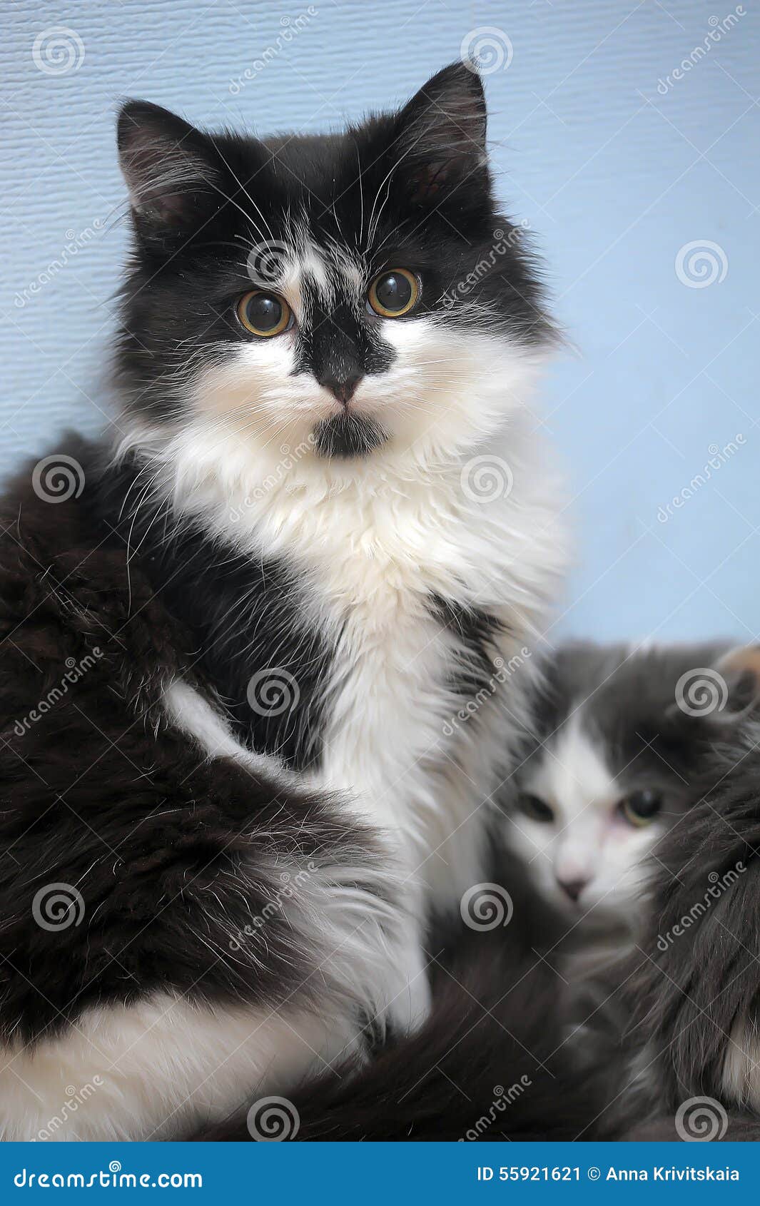 Two Black And White Kitten Stock Image Image Of Charming 55921621