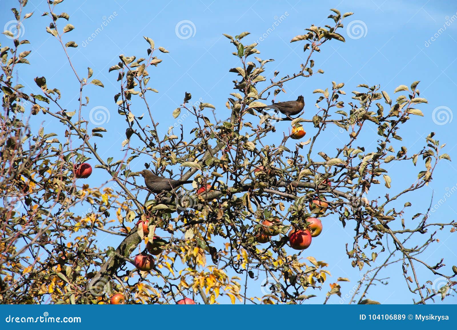 Blackbirds on the Apple Tree Stock Image Image of synanthropic, fall