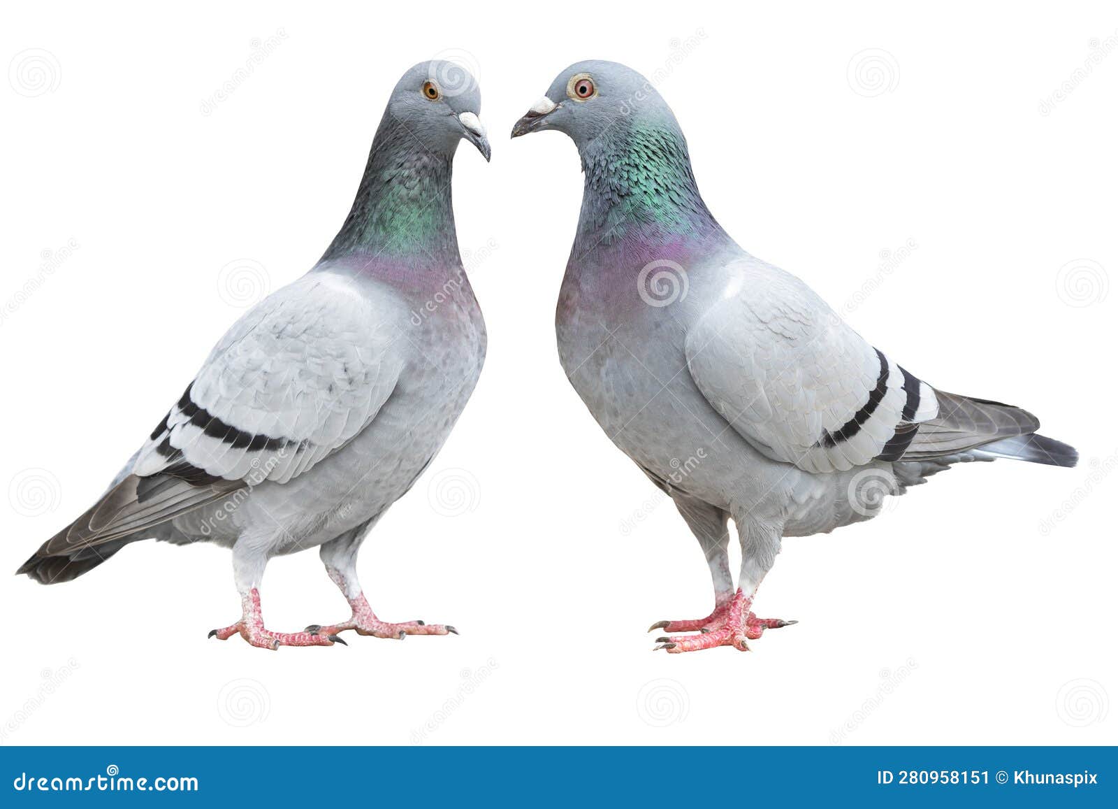 two blue bar homing pigeon isolate on white background