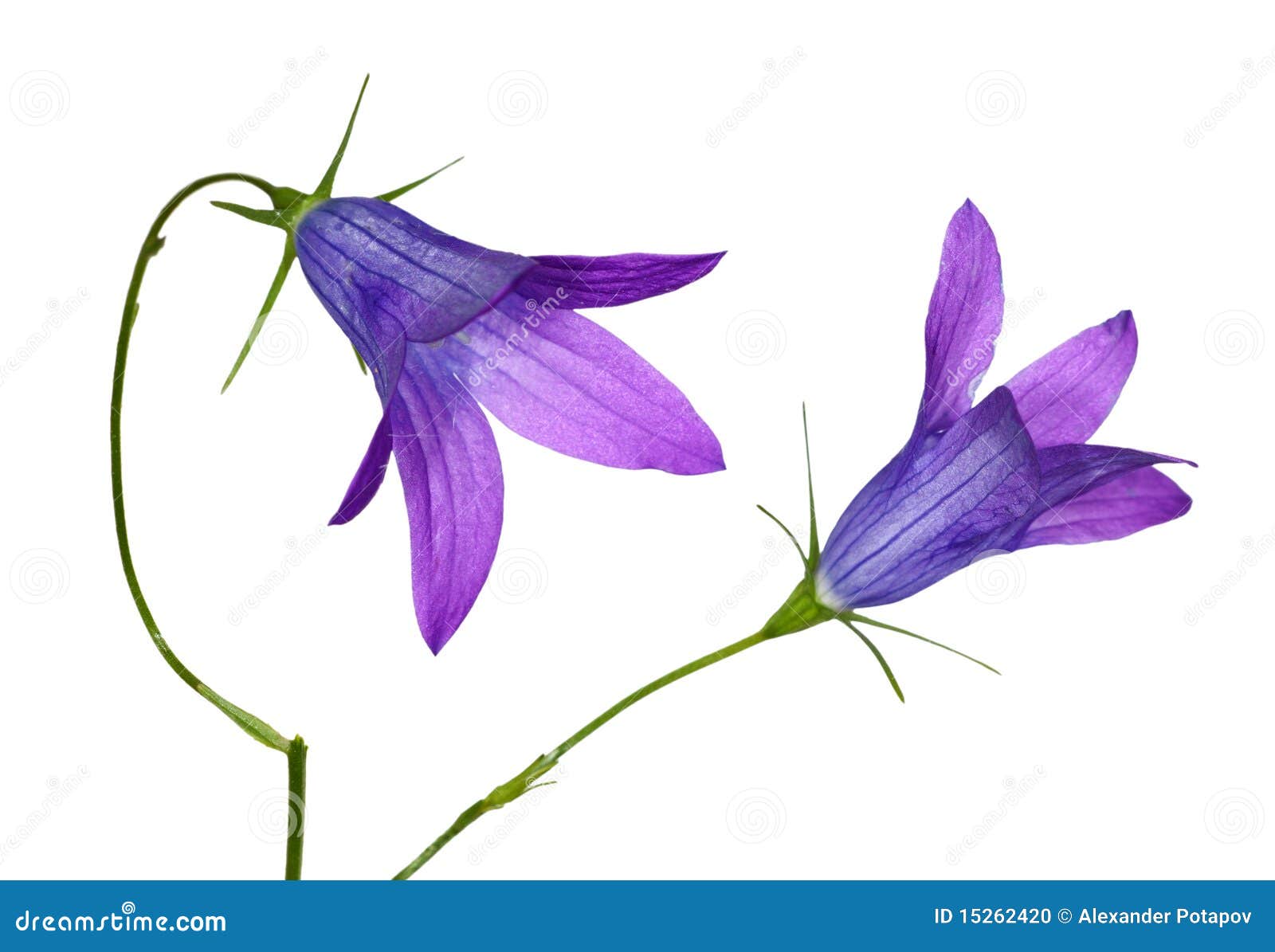 two blue campanula flowers