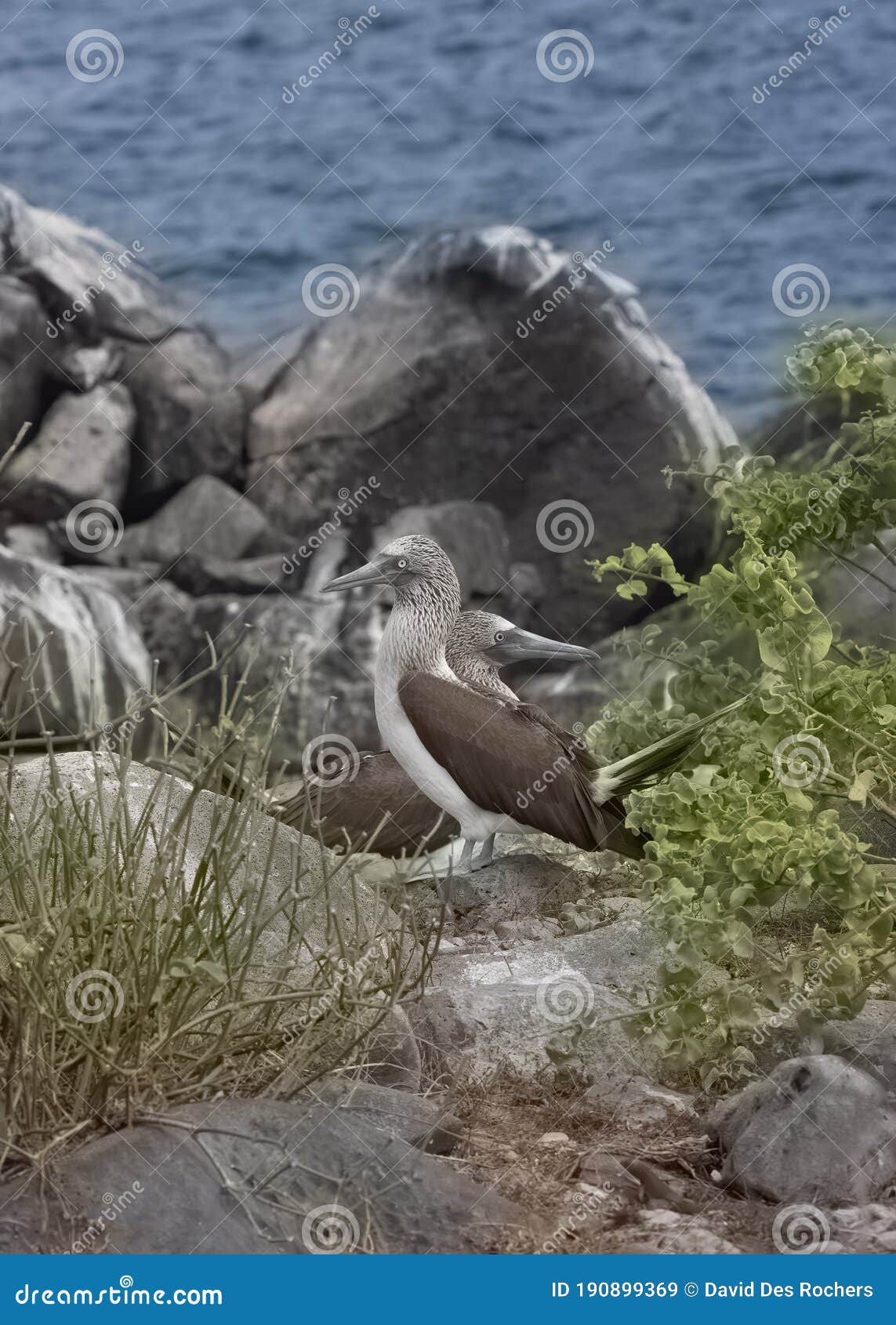 two blue-footed boobies, galapagos islands