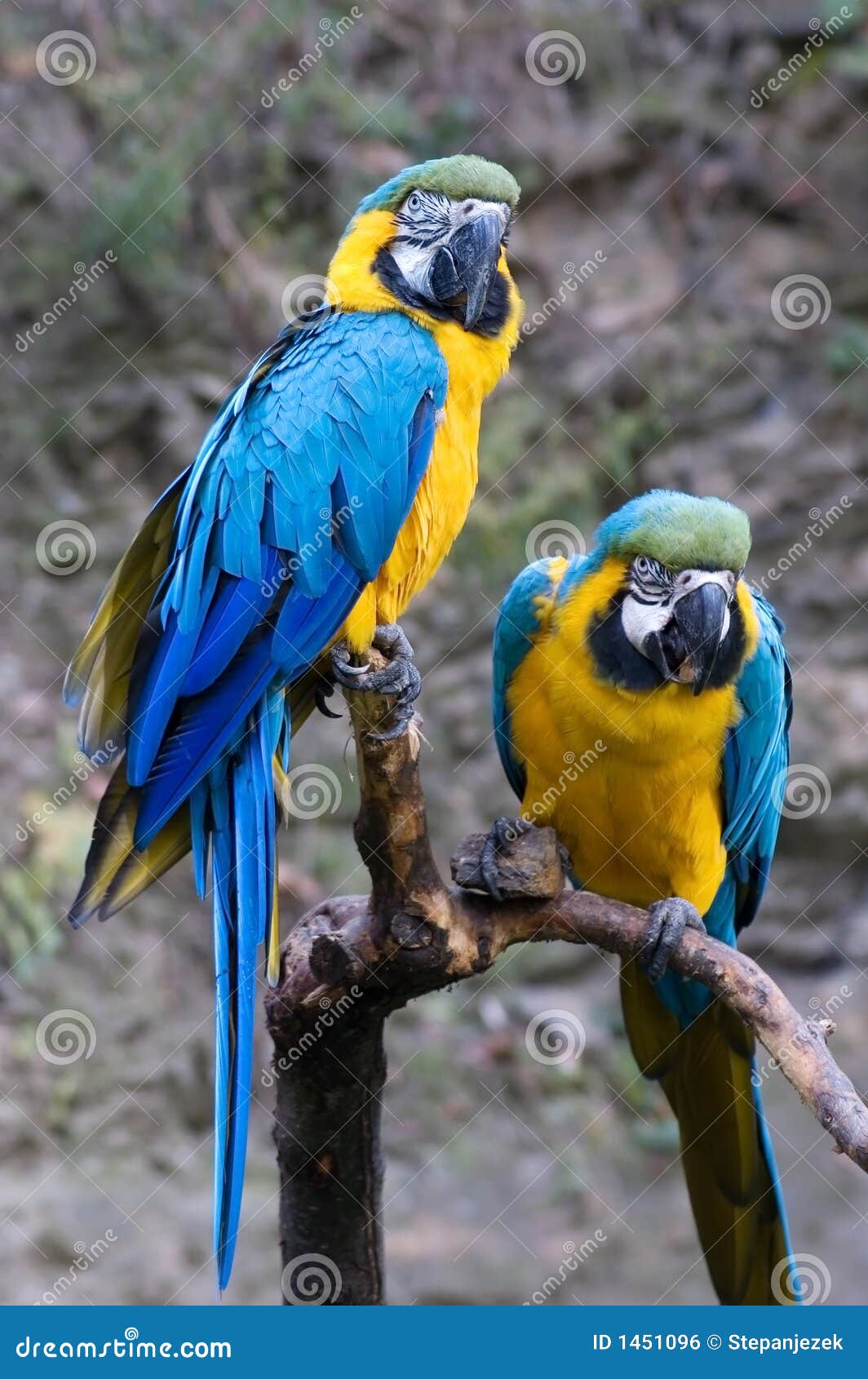 The Great Of Close Up Of Blue And Gold Macaw Bird Feathers With Details  Stock Photo, Picture and Royalty Free Image. Image 45683930.