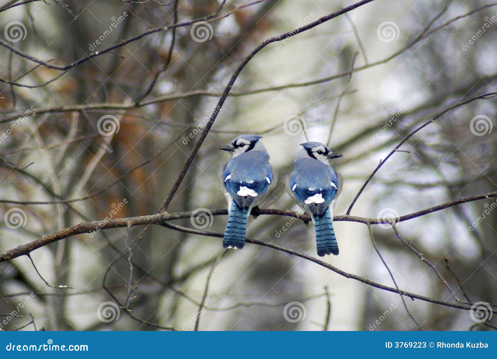 Two Blue Jays Stock Image Image Of Habitat Daytime Feathers 3769223