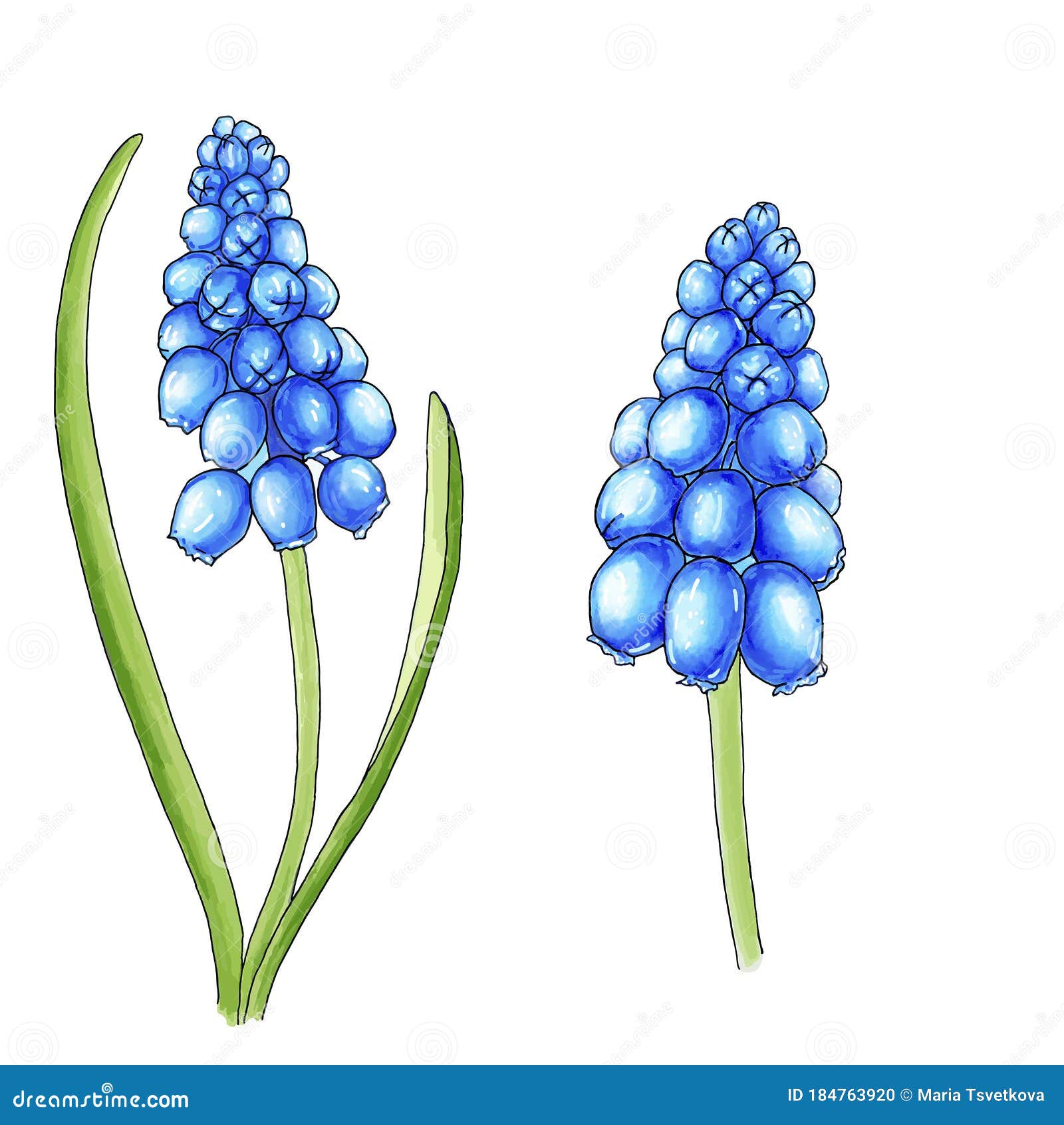 two blue muscari spring 