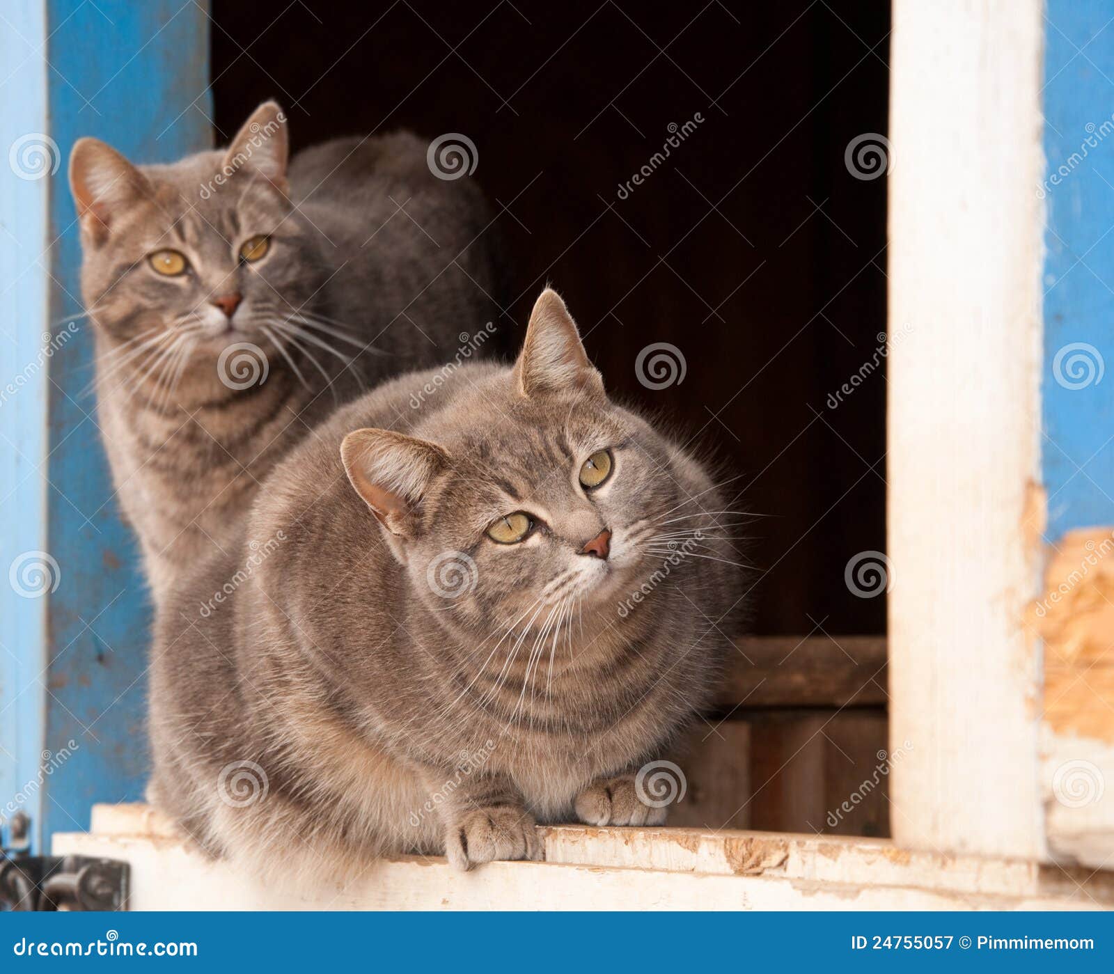 Two Blue Tabby Cats on a Half Door Stock Image Image of pair, striped