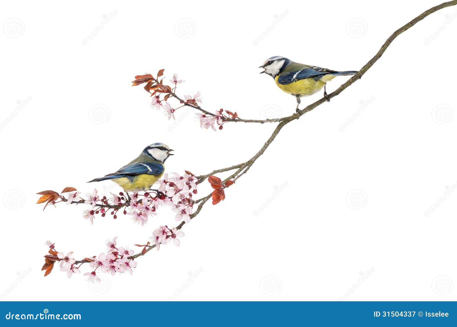 two blue tits whistling on a flowering branch, cyanistes caeruleus