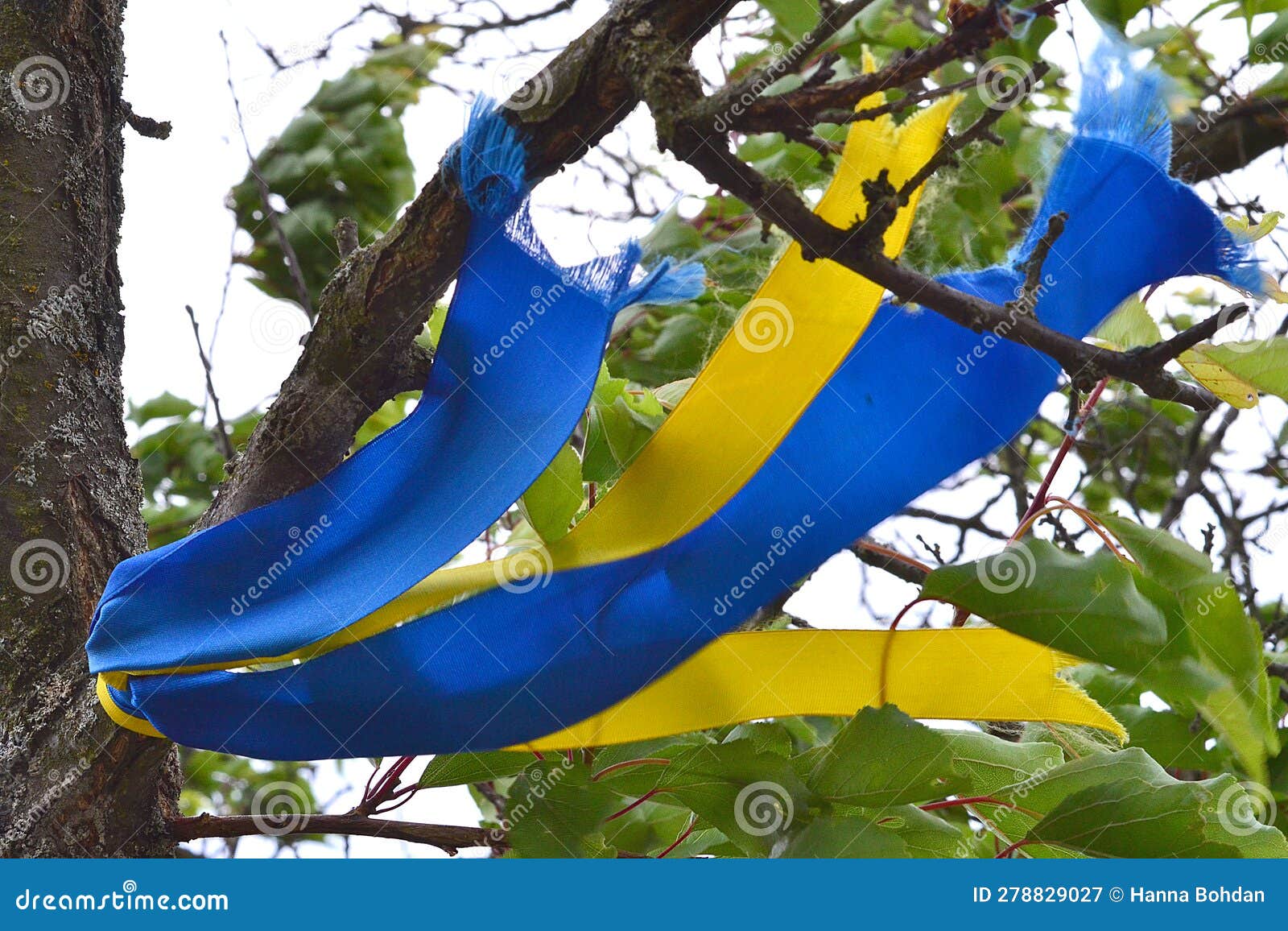 Two Blue and Yellow Ribbons Hang on a Tree Branch Stock Image Image of national, produce