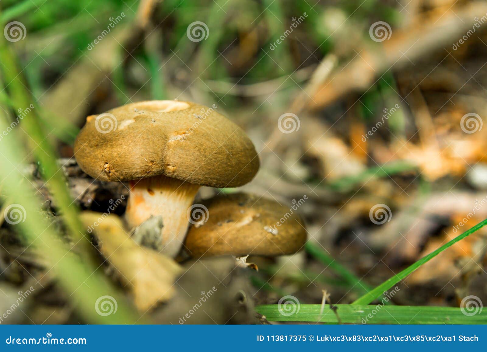 Two Mushrooms Growing in the Grass Stock Image Image of green, ground