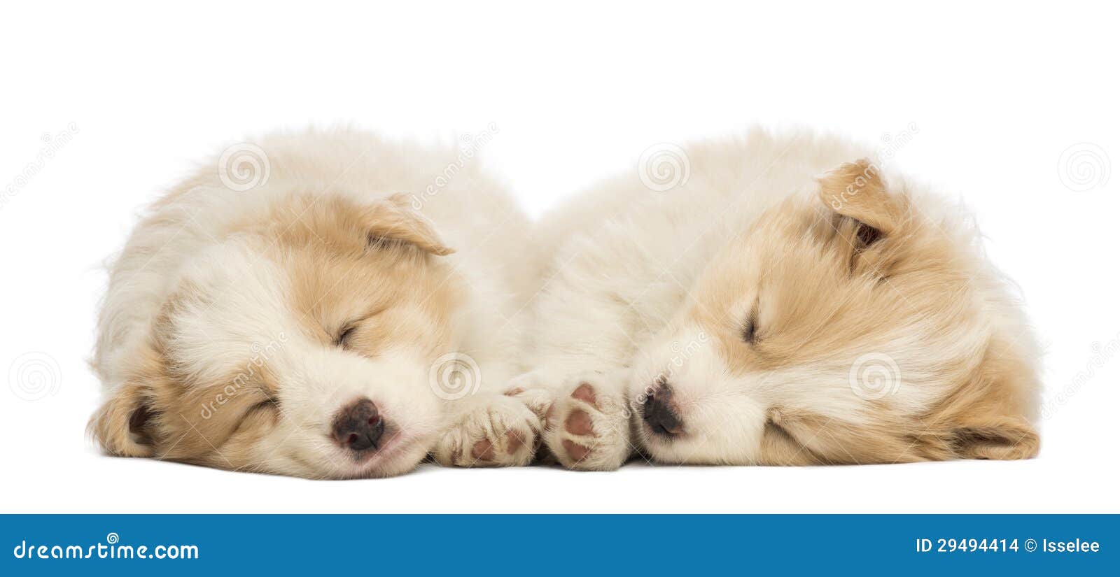 how much sleep do 6 week old puppies need