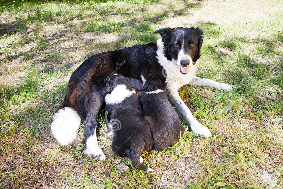 Two Border Collie Puppies, Suckling Mother Border Collie Stock Image ...