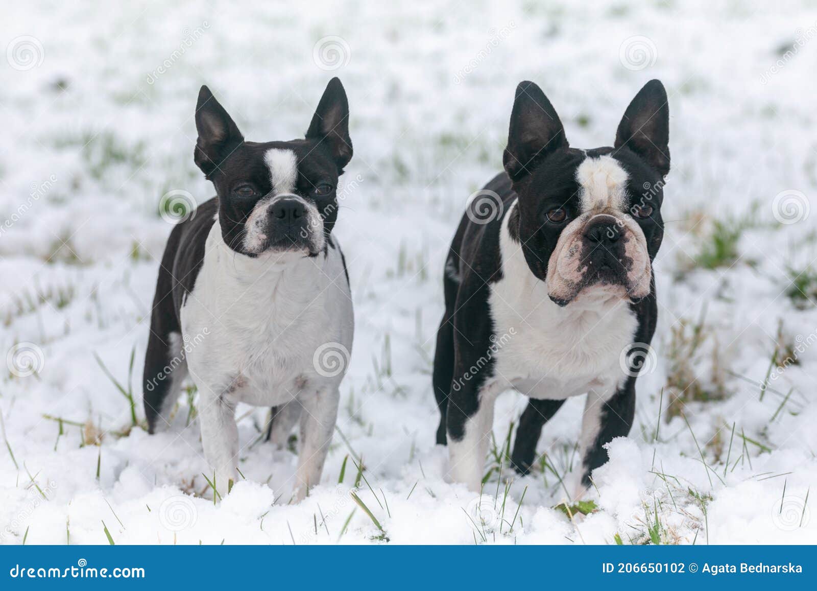 Two Boston Terriers in the Snow Stock Photo Image of animal, carnivore 206650102